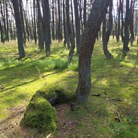 Фото отзыва 3: экскурсия "Комфортная поездка на Куршскую косу"