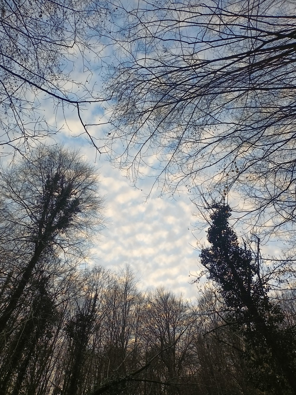 Место, где гуляли динозавры: прогулка по Колхидскому лесу в Сочи (2/14)