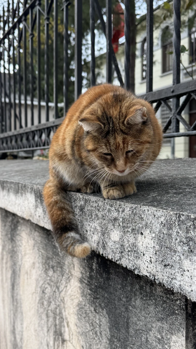 Спасибо Майе за очень интересную экскурсию, провела по таким местам, куда рядовой турист сам бы точно