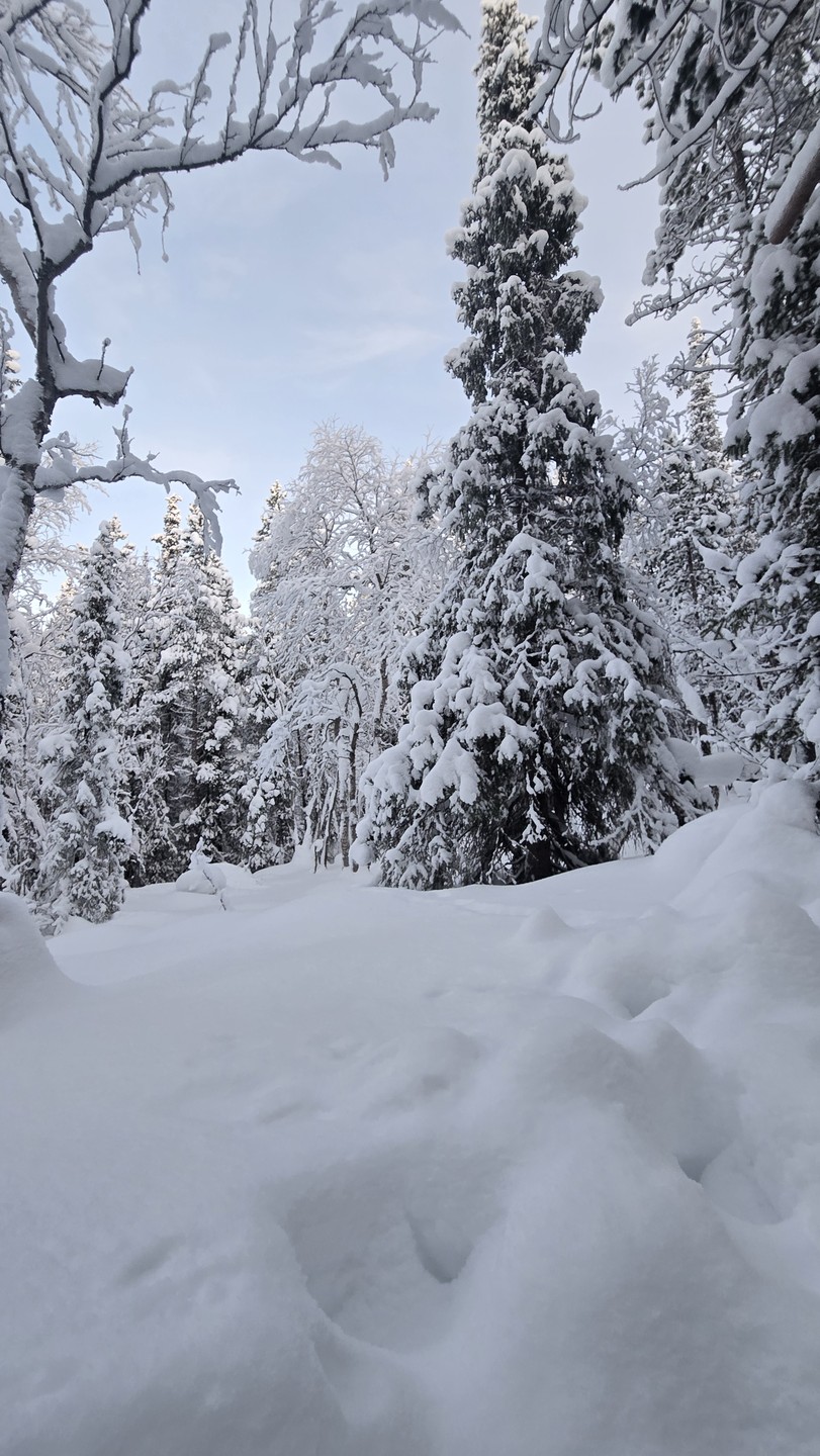 Зимнее сафари по кольской тундре (Дмитрий)