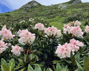 Треккинг в Долине семи озёр, альпийские луга и перевал Анчхо