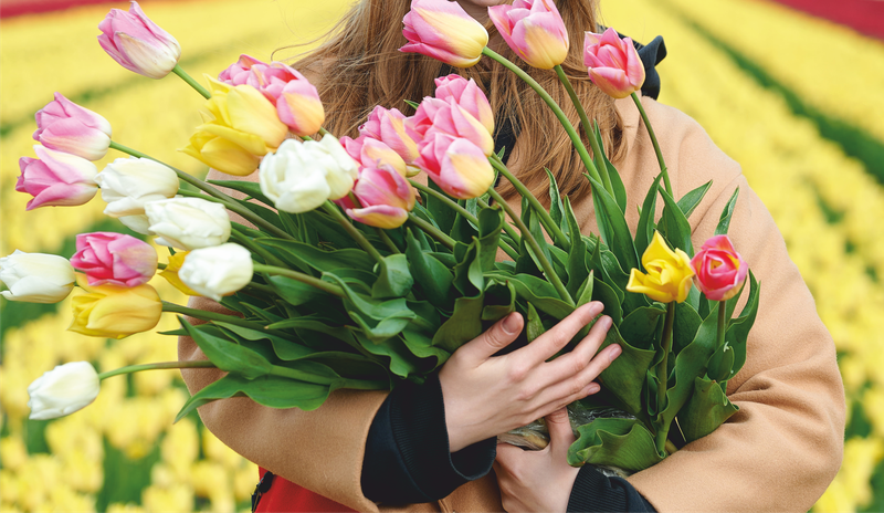 Из Минска - на самое большое тюльпановое поле страны