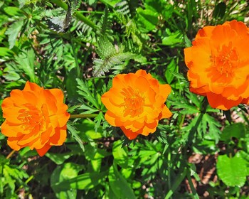 Висячий камень, озёра, скалы, перевал Художников и рододендроны