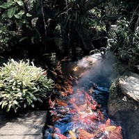 Фото отзыва 1: экскурсия "К водопадам острова Орхидей — из Нячанга (всё включено)"