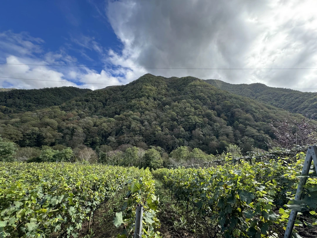 Отличная поездка, насыщенная, интересная, хорошо организованная. Повезло с погодой. Рекомендую