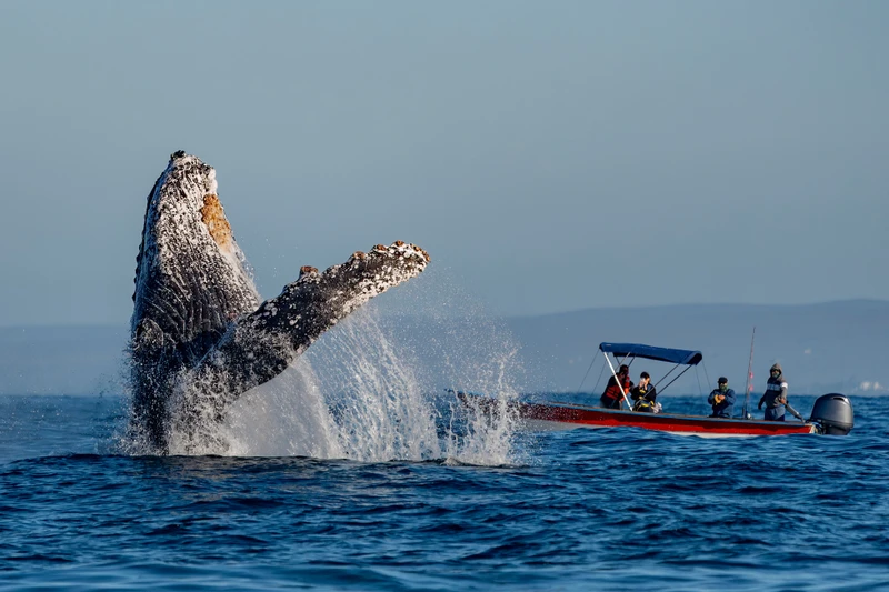 Навстречу гренландским китам: экспедиция к Шантарским островам с лекциями биологов