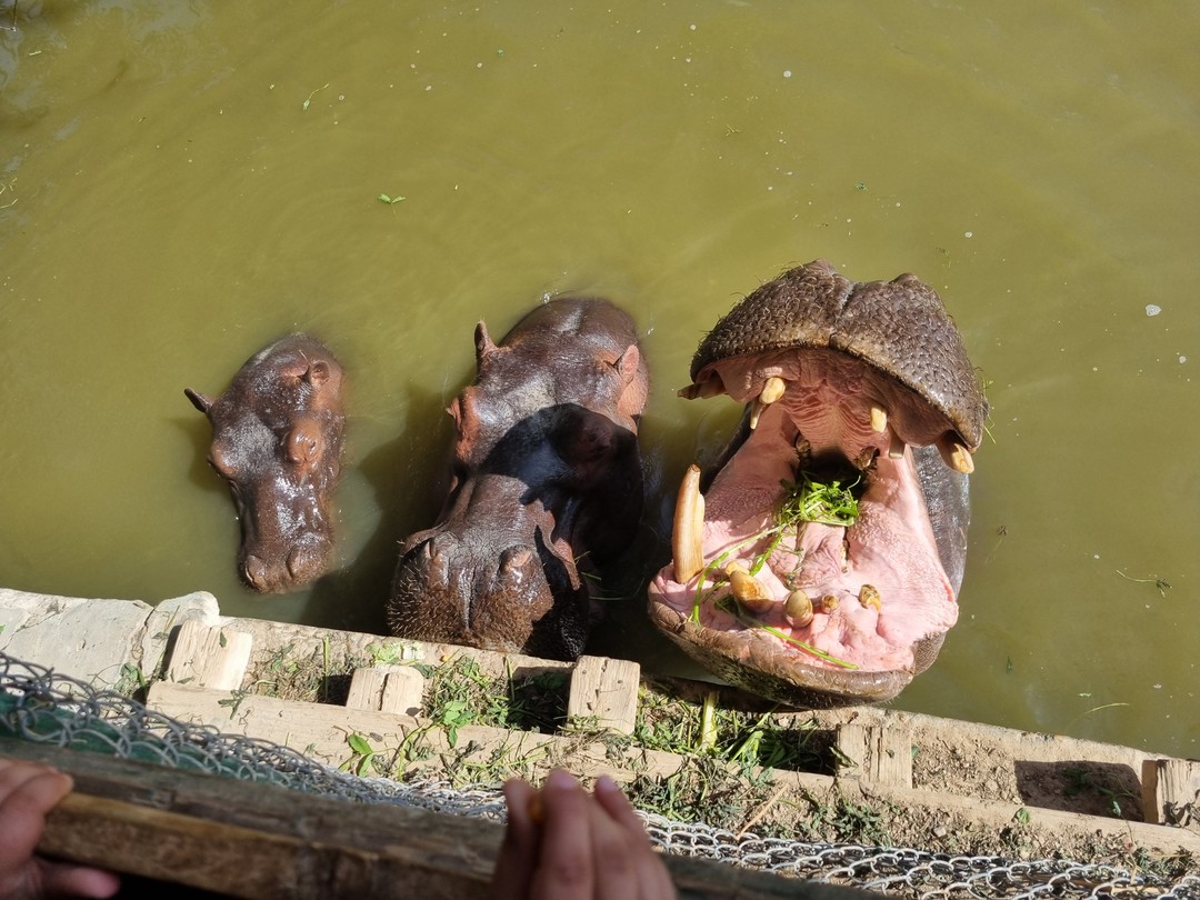 Большая благодарность Ахмеду за прекрасные экскурсии. Были на 3-х экскурсиях: 1. По реке Нил и старому