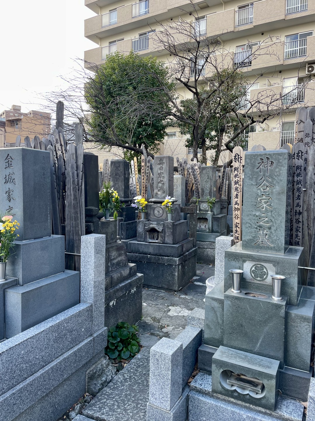 Прекрасно погуляли с Анной по январскому Токио по исчезнувшему кварталу красным фонарей. Очень понравилась и экскурсия