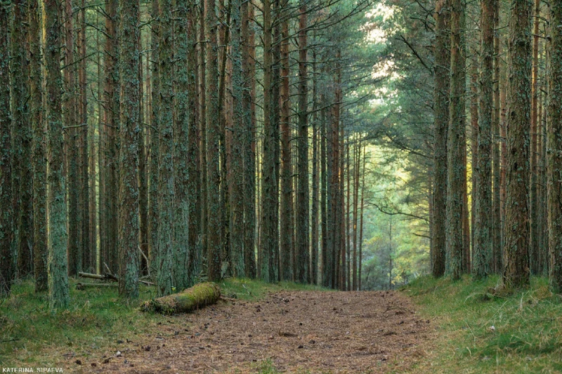 Куршская коса - природное чудо Балтики (из Зеленоградска)