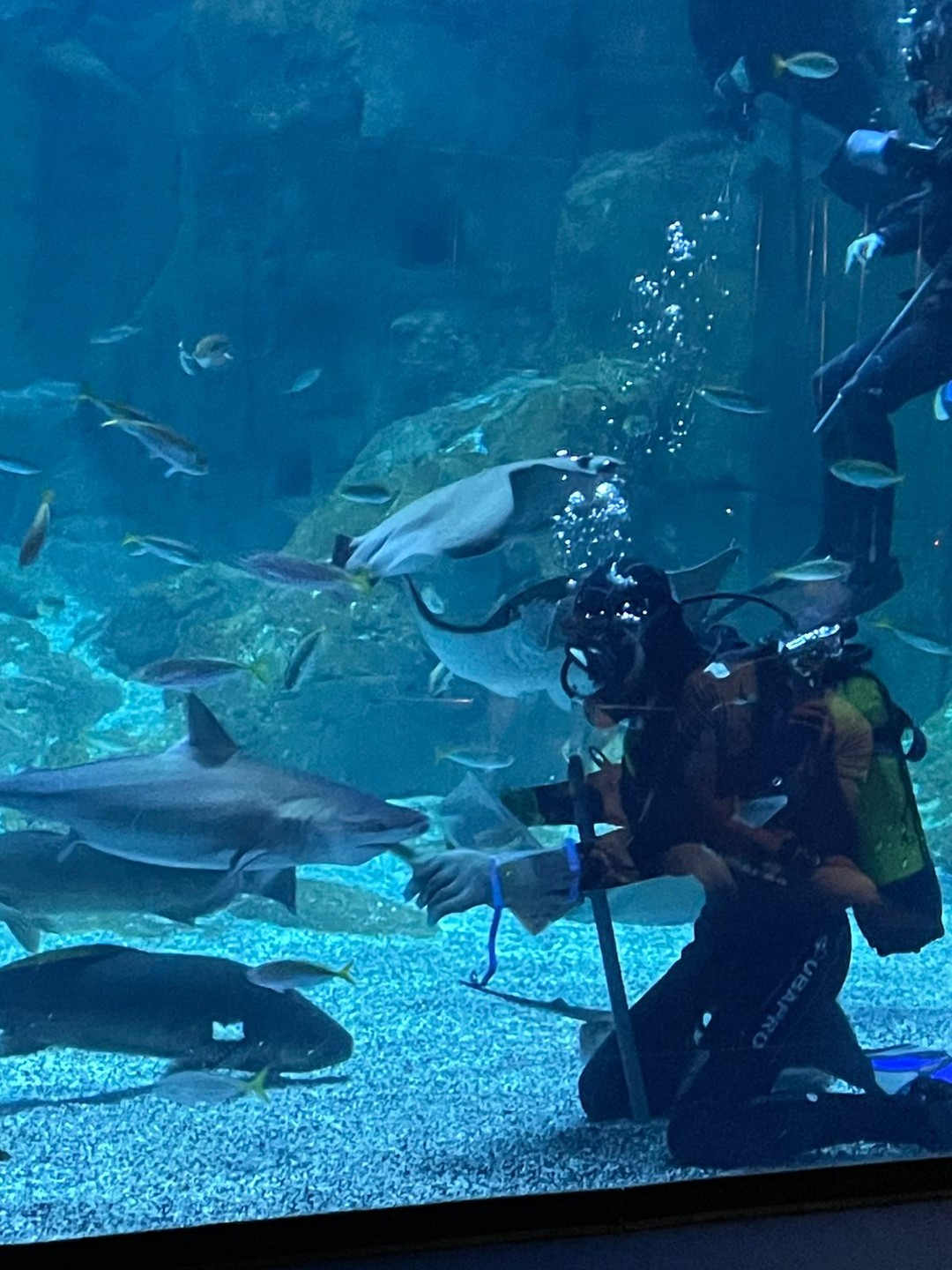 Были в июле в Стамбуле. Посетили данную экскурсию. Вопросов к организаторам в принципе нет, все понравилось