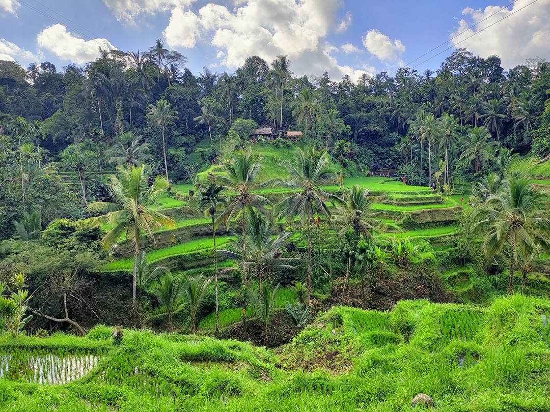 Первая остановка рисовые террасы Tegalalang, вторая Pura Tirtha Empul, далее обзорная площадка с видом на вулканы