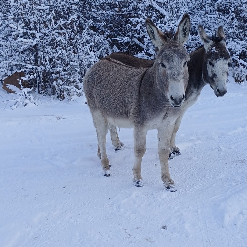 На джипе к Эльбрусу: Гижгит, поляна Азау и поляна Нарзанов (Дарья)