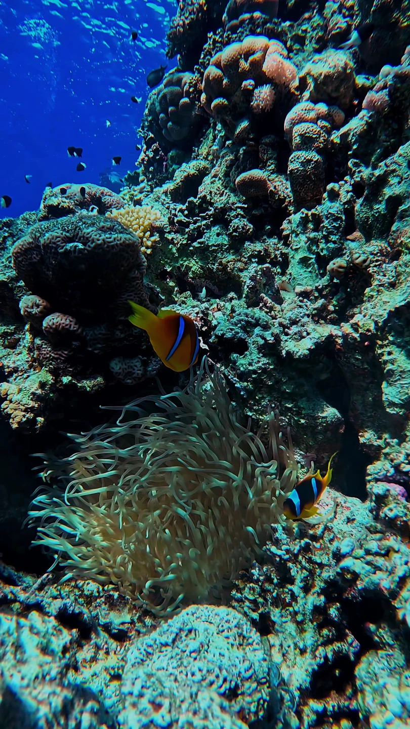 Замечательно провели время в компании с Анастасией и Лоаем. Один из самых красивых и богатых рифов