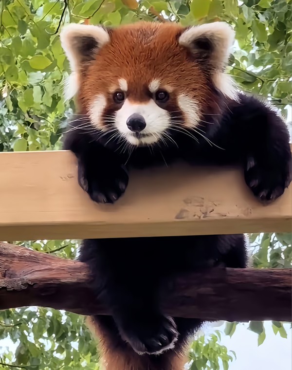 Чудеса инженерной мысли: из Чэнду - к гидроузлу Дуцзянъянь