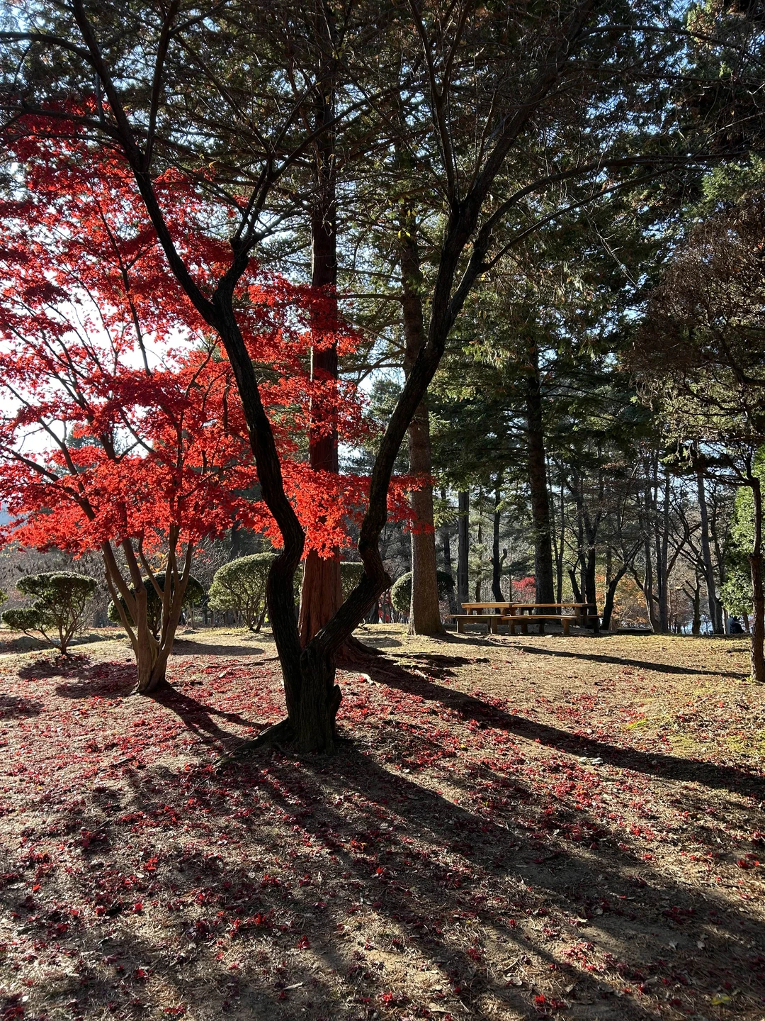 Нам очень понравилась экскурсия. Вячеслав - молодец. Очень вежлив и тактичен! Много рассказывал про Корею! Время пролетело незаметно