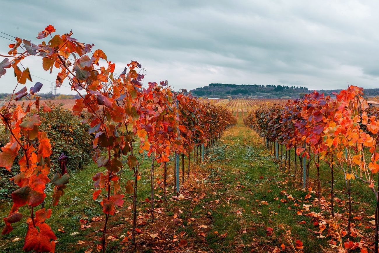 Сбор урожая в Грузии: гастротур с дегустациями и фотосессией в виноградниках (8/15)