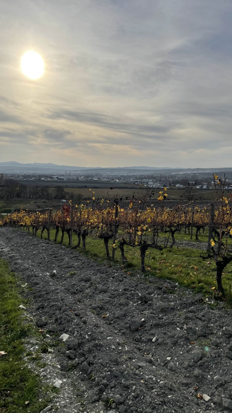 Ездили с Владимиром по винодельням. Очень здорово были выбраны места - красивые, живописные. Владимир аккуратный водитель