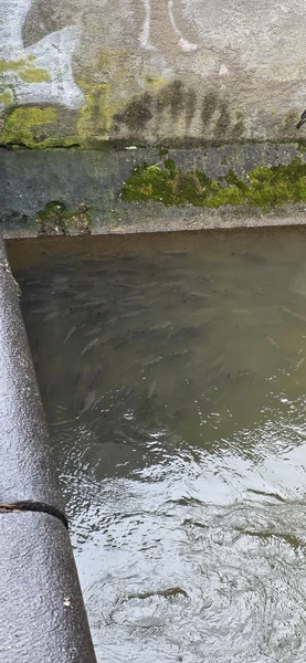 Просто супер! Нормально так рыбки в центре города 😉