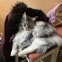 Фото отзыва 1: экскурсия "Кошачьи кафе Праги: история, сладости и котики"