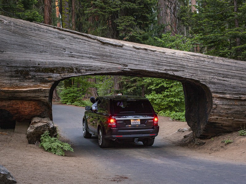 Национальный парк «Секвойя»: в гости к 3000-летним исполинам