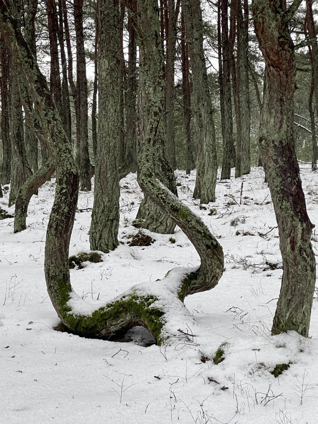 Сегодня у нас был волшебный день с чудесным гидом-фотографом Евой! Куршская коса и Зеленоградск! Третий день
