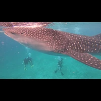 Фото отзыва 2: экскурсия "Незабываемый день на Себу: снорклинг с акулами, сардинами и черепахами"