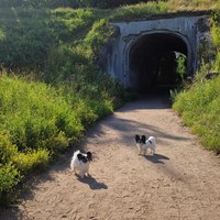 Фото отзыва 6: экскурсия "Экскурсия 3 в 1: Кронштадт + батарея Демидов + заказник Западный Котлин"