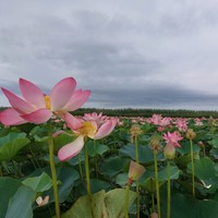 reviews img