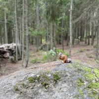 Фото отзыва 1: экскурсия "Поэзия и музыка Монрепо"