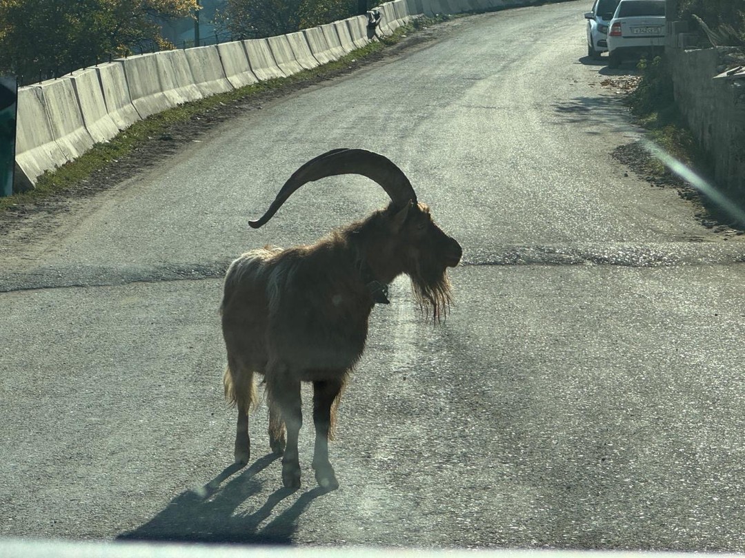 Знаменитые места Дагестана за 3 дня (Екатерина)