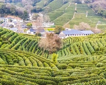 Лунцзин, Мэйцзяу, чайная дегустация