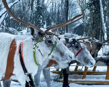 Саамская деревня, «Таинственный лес» в Хибинах