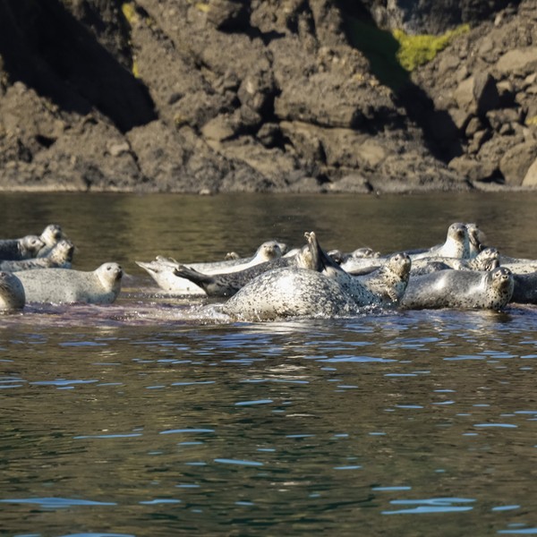 Фото - Экскурсия: "Остров Монерон: жемчужина Дальнего Востока"