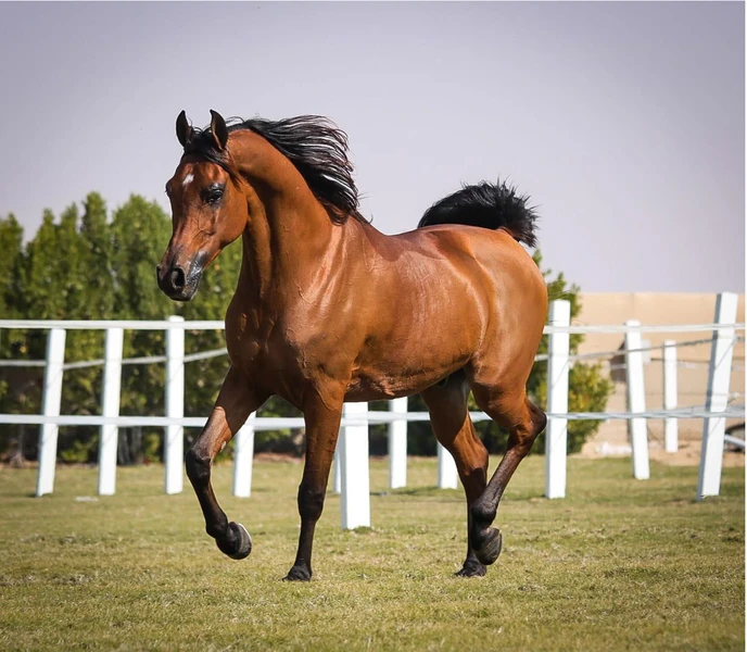 Конная прогулка в Дубае: танец с ветром в пустыне