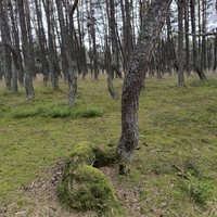 Фото отзыва 5: экскурсия "Куршская коса и Зеленоградск для маленькой компании"