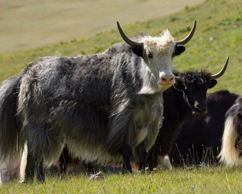 Чуйская степь, Марс и долина реки Юстыд