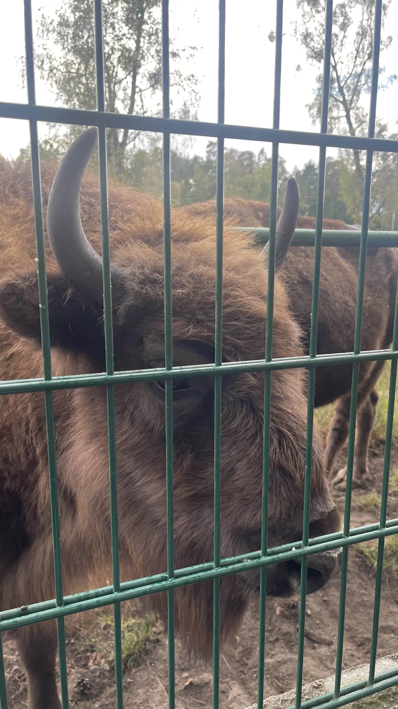 Прекрасная поездка в Брест. Посетили Беловежскую пущу и Брестскую крепость. Александр был очень вежлив и гостеприимен.