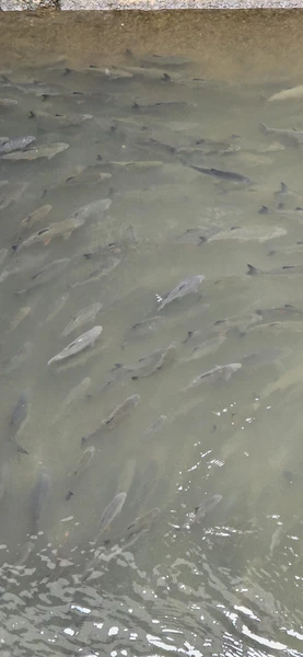 Просто супер! Нормально так рыбки в центре города 😉