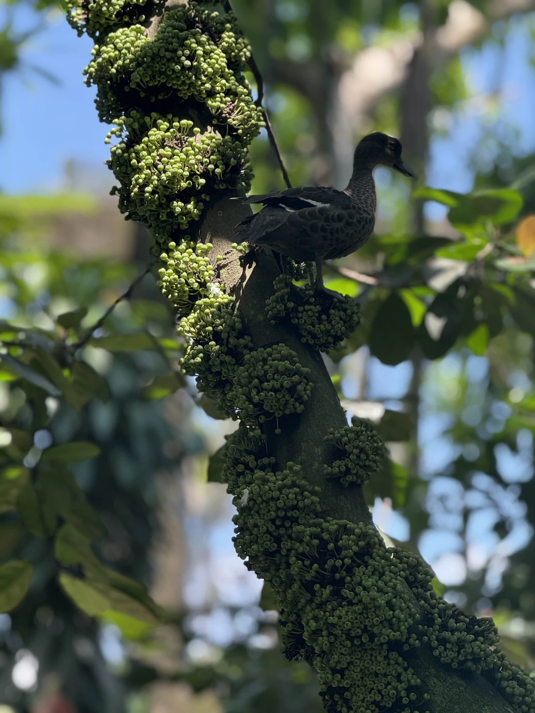 Густи очень хороший гид, по русски говорит с акцентом, но все понятно, знает очень много русских