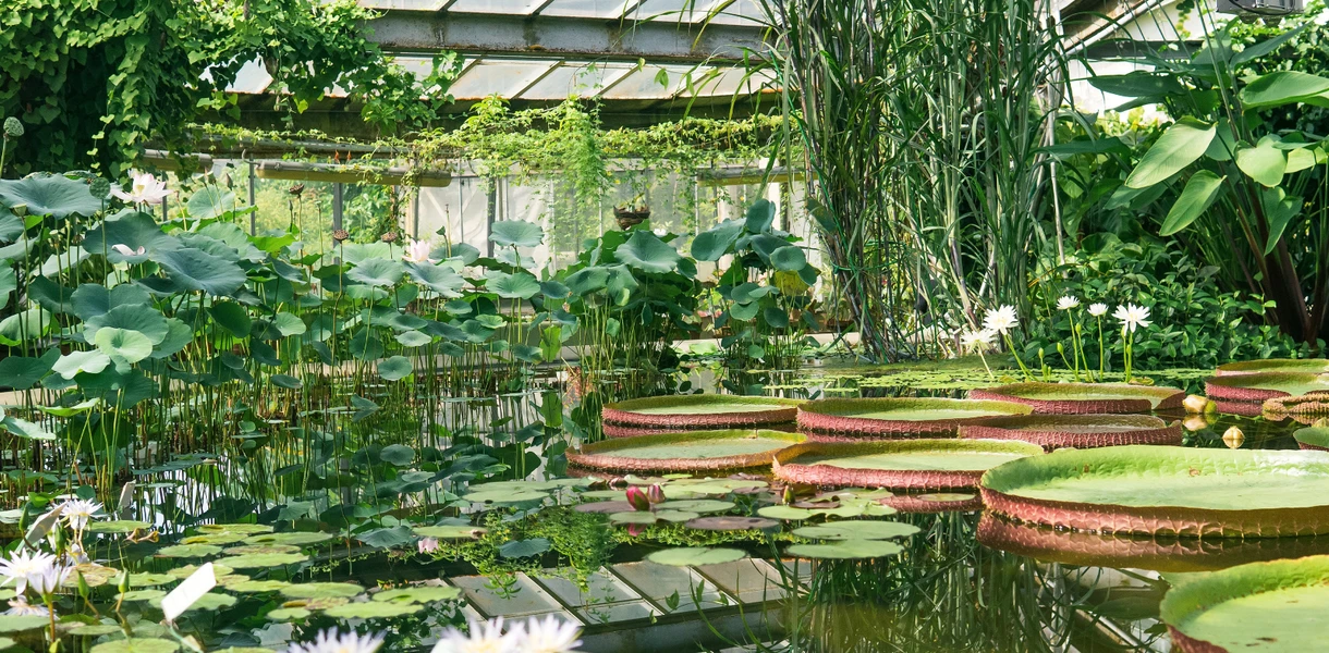 Лучшие оранжереи Петербурга: 8 вечнозелёных локаций Северной столицы
