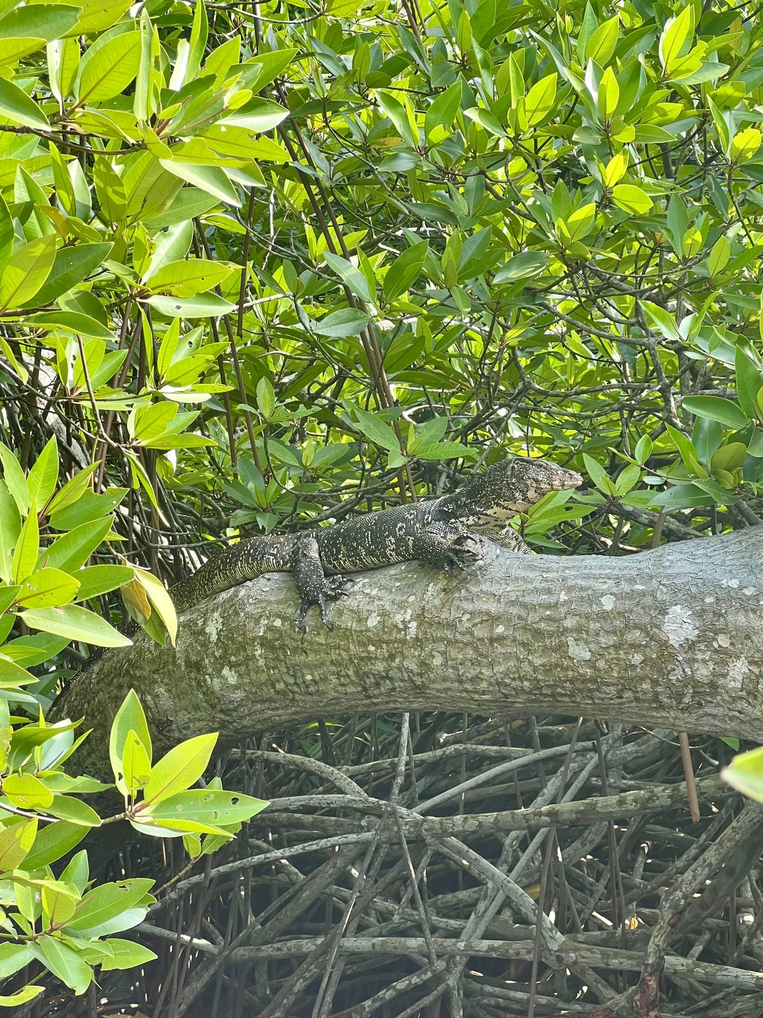 Отличная экскурсия! Впервые подержали на руках крокодила (маленького), черепаху (большую), посмотрели на варанов и других обитателей