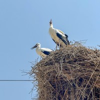 Фото отзыва 3: экскурсия "Арарат, Арени и Нораванк — дороги, пропитанные солнцем"