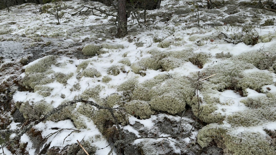 Очень понравилась поездка, в аэролодке тепло и комфортно. Выходили один раз на лед около замершего водопада