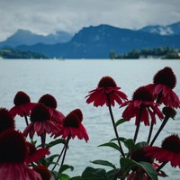reviews img