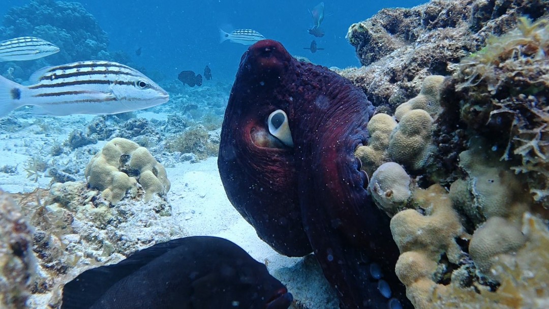 Огромная благодарность за первый опыт погружения! Если вы не умеете плавать, у Вас страх воды -