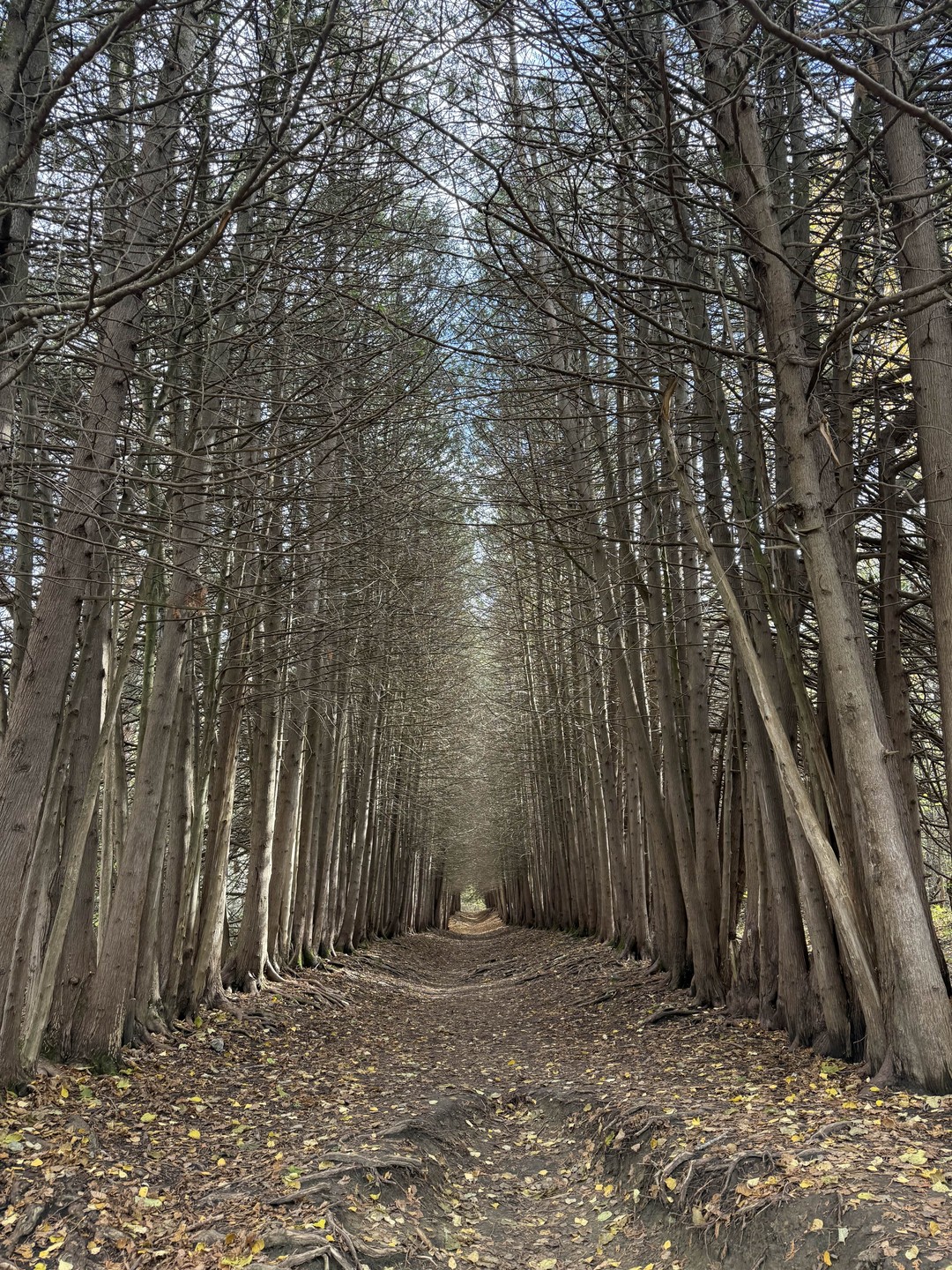 Кисловодский парк: прогулка со смыслом (Алейникова)