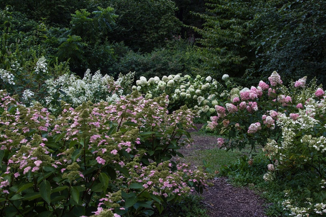 Гортензии в&nbsp;Москве