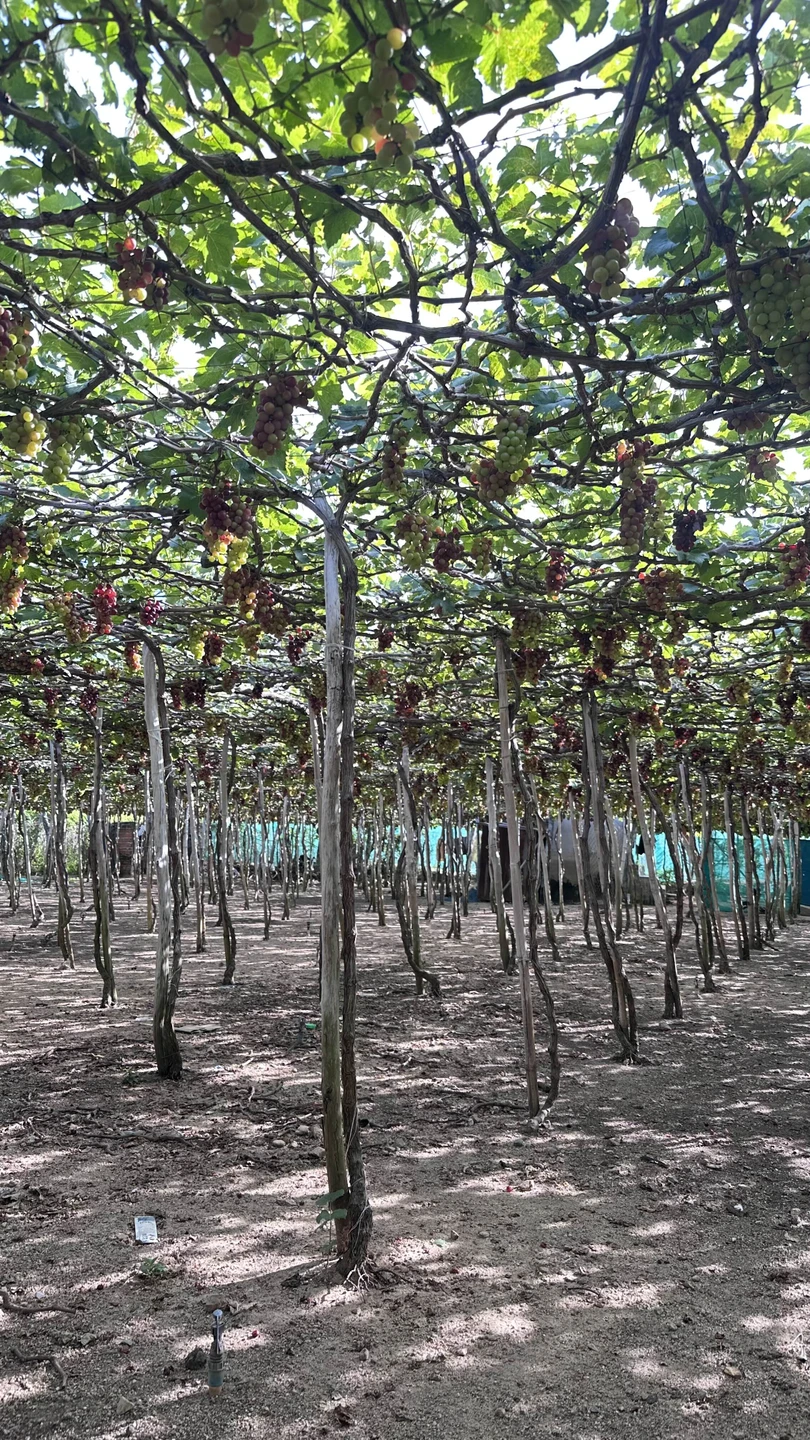 Авторская экскурсия в Фанранг - из Нячанга (всё включено!) (Ксения)