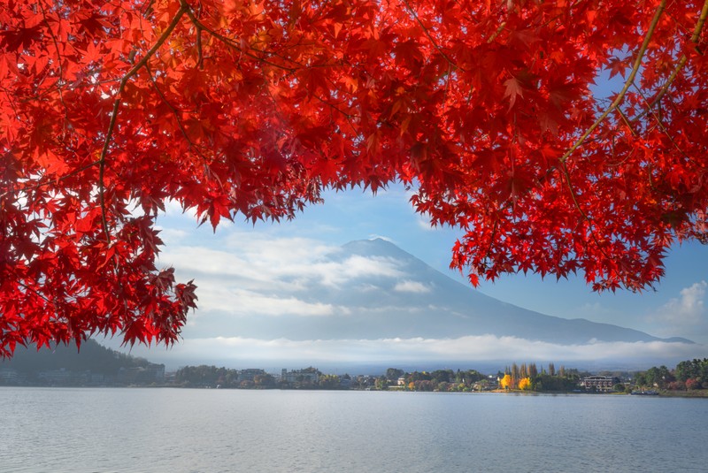 Осенью клёны Японию красят, нам города раскрывают объятья