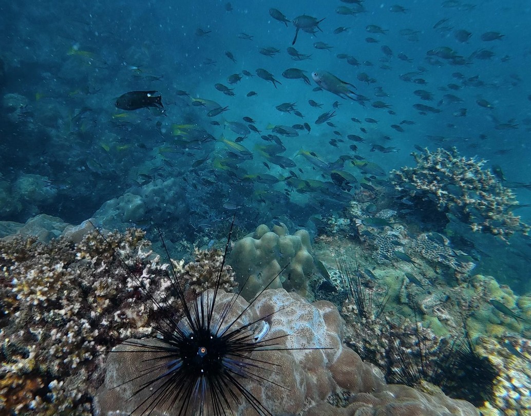 На Фукуоке ничего интересного рядом с отелем не увидеть. Чтобы увидеть подводный мир надо плыть на